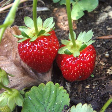 Tasty strawberry growing tricks - get them right and grow them great!