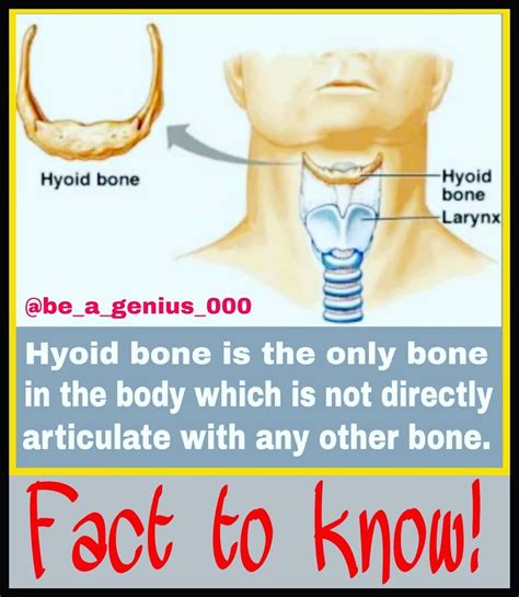 Unlike Other Bones The Hyoid Is Only Distantly Articulated To Other