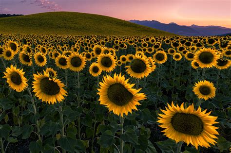 Girasol Fondo De Pantalla Hd Fondo De Escritorio 2048x1365 Id