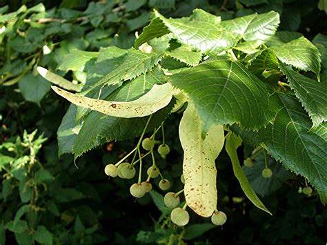 Trees Planet Tilia × Europaea Lime Linden