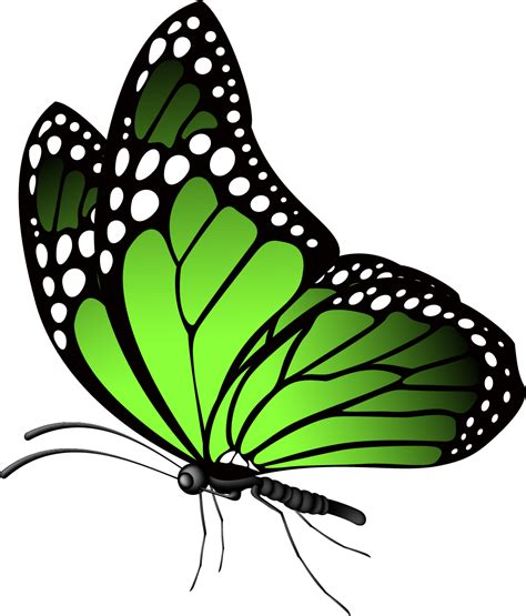 Butterfly High Resolution Clipart Full Size Clipart 5764717