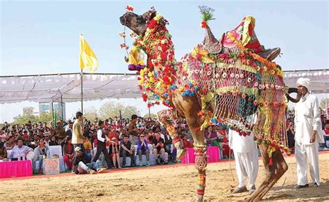Camel Festival Camel Fair In Bikaner Camel Fair In Rajasthan