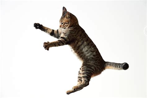Jumping Cat Photograph By Akimasa Harada
