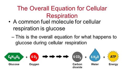Aerobic respiration requires oxygen (o2) in order to create atp. cellular respiration more