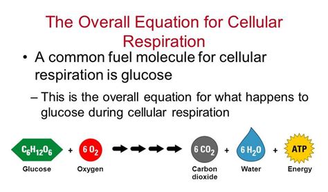 What the equation as a whole translates to is that the energy held in the chemical bonds of the reactants is used to connect adenosine diphosphate (adp). cellular respiration more