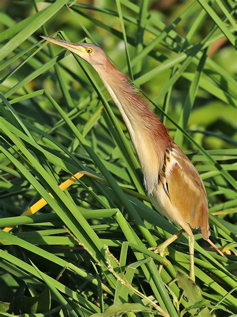 Details Yellow Bittern Birdguides