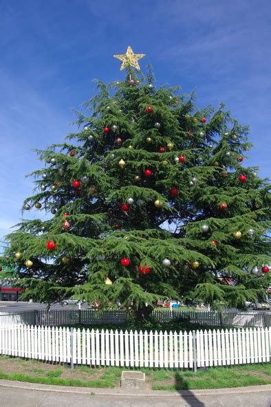Photograph Photograph Colour Clare Gervasoni Christmas Tree