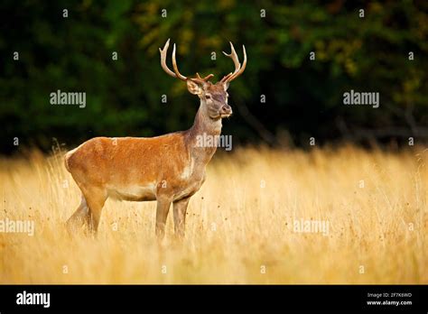 Red Deer Stag Majestic Powerful Adult Animal Outside Autumn Forest
