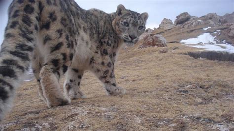 International Snow Leopard Trust Reviews And Ratings Seattle Wa