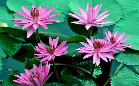 Beautiful Pink Water Lilies Flowers Petals Leaves Water 4k Hd Desktop