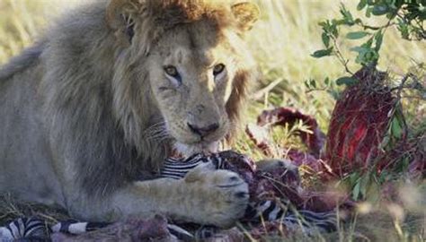 Aug 22, 2014 · there are a variety of animals that eat the mango fruit. What Animals do Lions in a Savanna Eat? | Animals - mom.me