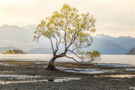 Lone Tree Of Lake Wanaka New Zealand Stock Image Image Of Autumn