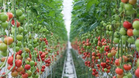 Tomaten Vorziehen Das Müssen Sie Zum Zeitpunkt Standort Und Substrat