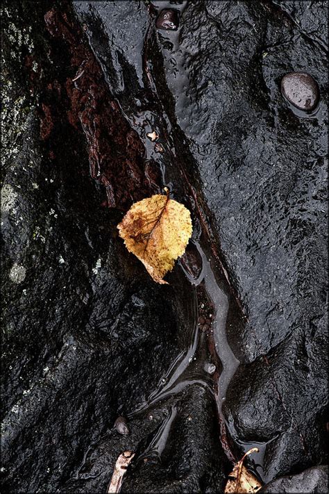 Leaf On Wet Rocks Photograph By Ward Mcginnis Fine Art America