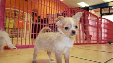 Huggable White And Cream Long Hair Chihuahua Puppies For Sale In