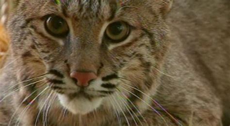80 year old woman fights off rabid bobcat with sickle necn