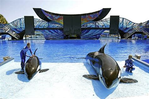 Seaworld To End Orca Shows By 2017 In San Diego