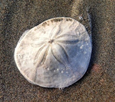 What Is A Sand Dollar Science Trends