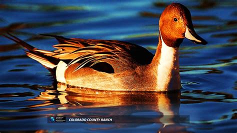 Purchase orders accepted · expert advice · hablamos español Duck Hunting Supplies and Retriever Training Gear ...