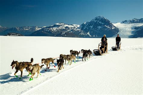 Alaska Day Tour Glacier Dogsledding Palmer Wasilla Anchorage Day Trips
