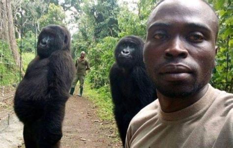 Gorilas Posaron Como Humanos Para Una ‘selfie El Siglo