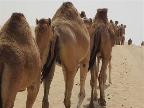 Once an arab was passing through a desert. Spaceward Bound United Arab Emirates 2011: Saturday ...