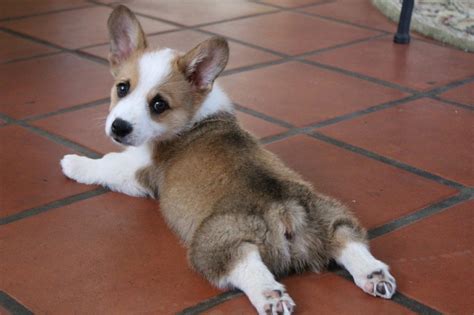 Why Do Corgis Sploot Everything You Need To Know Corgi Adoption