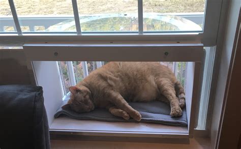 Thanks to the cat window box, or as some may know it, the cat patio, you can let your cat explore and be safe at the same time. Pin on Cat Solarium