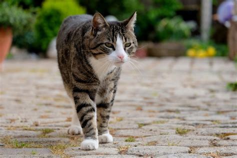 Стр 1 из 9следующая ⇒. Entlaufene oder gefundene Tiere - Stadt Mülheim an der Ruhr