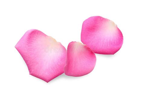Many Pink Rose Petals On White Background Stock Photo Image Of Bloom