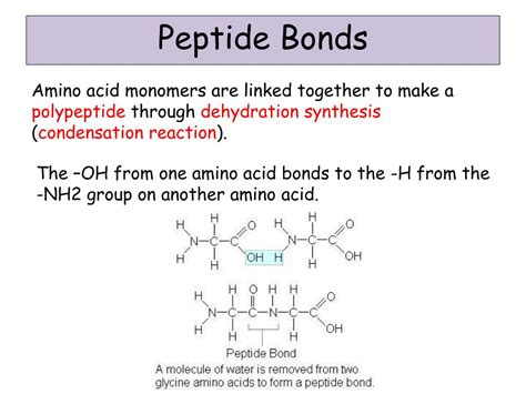 Ppt Lesson 4 Proteins Amino Acid Structure And The Peptide Bond