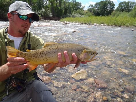 Wind River Fly Fishing Report Dubois Wyoming August 2011