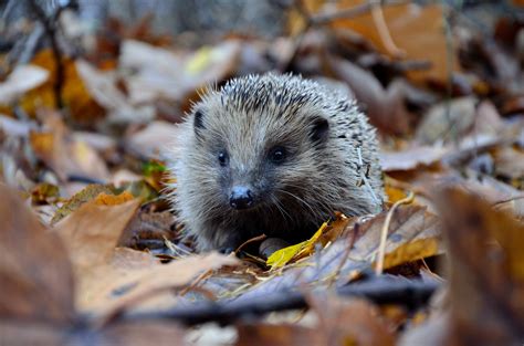 5 Exotic Pets You Can Keep Outside - MyCosyPet.com