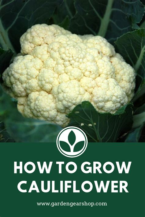 Planting Cauliflower How To Grow Growing Cauliflower Cauliflower