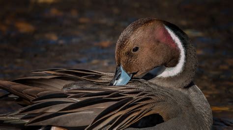 1920x1080 Pintail Duck Laptop Full Hd 1080p Hd 4k Wallpapers Images