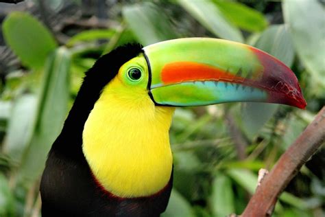 Found in various regions of south america and panama. South America - Animal life | Britannica
