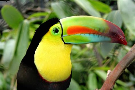 The amazon rainforest is located in south america, in the region around the amazon river. South America - Animal life | Britannica