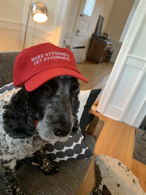 Andrew Weissmann 🌻 on Twitter: "New hat for Innis. https://t.co