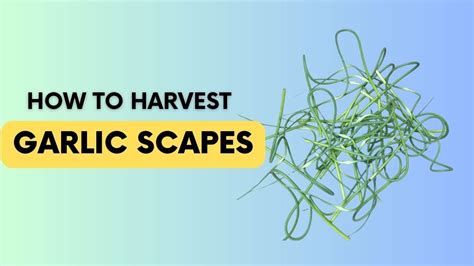 How To Harvest Garlic Scapes Youtube