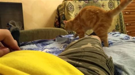 Cat Having Sex With A Bed Youtube