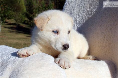 Wolf Hybrid Puppy For Sale Near Charlotte North Carolina 1f7d5027 C821