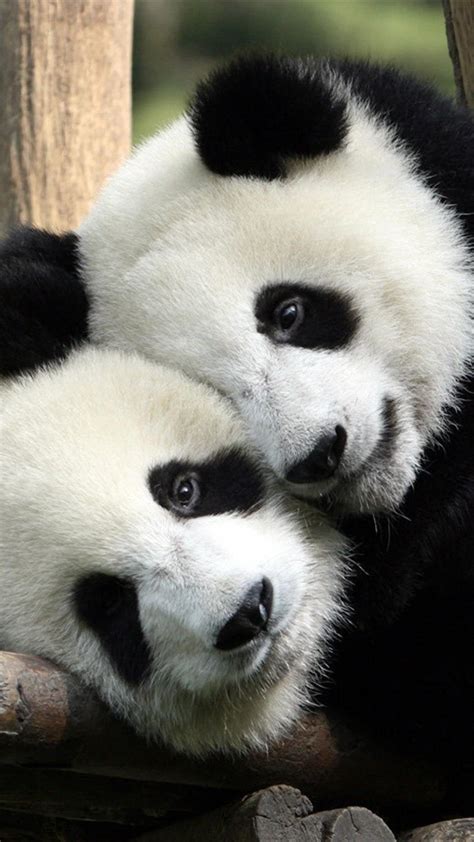 Baby Pandas Wallpapers Wallpaper Cave