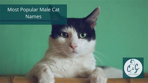 Choosing a cat name is not easy. Most Popular Cat Names for 2020 - Cat and Craft Co blog