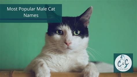 Kami.com.ph news ☛ ⭐ female cat names⭐ when a pet appears in the house, the question arises: Most Popular Cat Names for 2020 - Cat and Craft Co blog