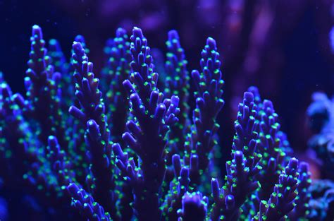 Coral Gallery Under Reef Aquarium Led Orphek Aquarium Led Lighting