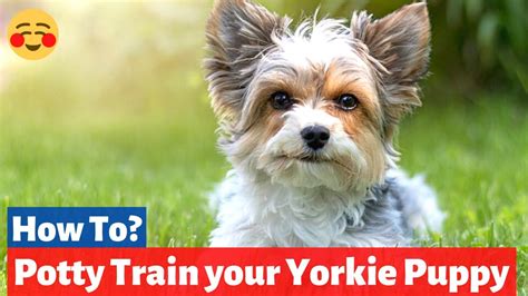 How To Potty Train A Yorkshire Terrier Puppy New Unique Method 2021