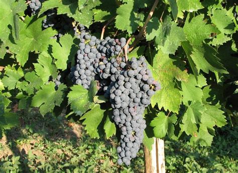 180 Best Greek Grapes And Vineyards Images On Pinterest