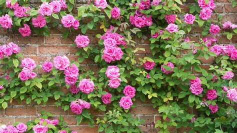 Best Climbing Roses 12 Charming Varieties To Add Height Scent And Color