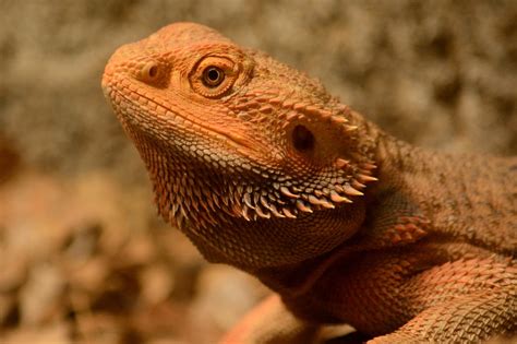 Check spelling or type a new query. bearded dragon clipart with open mouth 20 free Cliparts ...