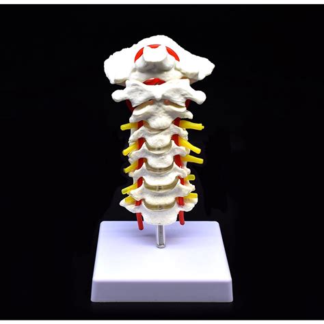 Human Cervical Vertebra Arteria Spine Spinal Nerves Anatomical Model Anatomy Science Study